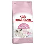 Royal Canin 4kg British Shorthair Tavuklu Yetişkin Kuru Kedi Maması