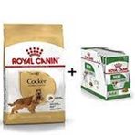 Royal Canin Cavalier King Charles Yetişkin 3 kg 12 Adet Köpek Yaş Mama