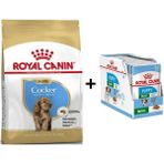 Royal Canin Cocker Junior 3 kg Yavru Köpek Maması + 12 Adet Yaş Mama
