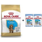 Royal Canin Cocker Junior 3 kg Yavru Köpek Maması + 2 Adet Hediye Yaş Mama