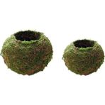 Royal Love 2 Yosun Topu Saksı Ekici Bonsai Bitki Tutucu Ev Bahçe Dekorasyonu (Yurt Dışından)