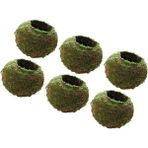 Royal Love 6 Moss Ball Ekici Pot Takım Orkide Veya Küçük Bitki Bahçe Dekorasyonu 15CM (Yurt Dışından)