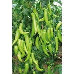 Royaleks 10 gr Çarliston Biber Tohumu