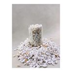 Royall Craft 100 gr Natural Minik Deniz Kabuğu – Karışık Nassa Shell | Dekor, Hobi, Teraryum, Akvaryum
