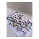 Royall Craft Natural Deniz Kabuğu 100 gr | Dekor, Hobi, Teraryum, Akvaryum