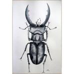 rugs modern Beyaz Temalı Böcek Desenli Dekoratif ve Dokuma Taban Yıkanabilir Halı miravip8832, 70 x 120