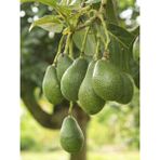 Rüzgar Botanik Aşısız Avokado Fidanı 60 cm 80 cm - Yok