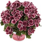 Rüzgar Botanik Bordo Ceylan Gözü Sardunya Çiçeği Fidanı 10CM-30CM - Yok