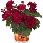 Rüzgar Botanik Bordo Sakız Sardunya Çiçeği Fidanı 10CM-30CM - Yok