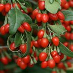 Rüzgar Botanik Kırmızı Goji Berry Fidanı Saksılı 40 cm 60 cm