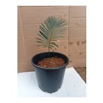 rüzgaravm Sikas Sagu palmiyesi fidanı Cycas revoluta 10-15 cm boy