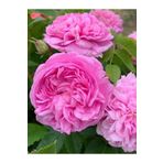 Rüzgarbotanik 40-60 cm Isparta Gülü Fidanı