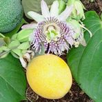 Rüzgarbotanik 80 cm-100 cm Meyveli Çarkıfelek Pasiflora Fidanı