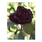 Rüzgarbotanik Bordo Yediven Gül Kokulu 40 cm-60 cm Fidan