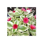 Rüzgarbotanik Buz Çiçeği 30 Adet 5 cm-15 cm Fide