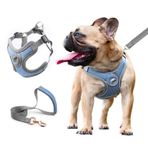 SAEGYPET Köpek Koşum Takımı Evcil Hayvan Ayarlanabilir Yansıtıcı Koşum Yeleği, Yavru Köpek için Yürüyüş Kurşun Tasma Küçük Orta Boy Lager Köpek için (XS, Mavi)