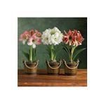 ŞAFAK PEYZAJ TOHUMCULUK Amaryllis (Amarlis) Çiçek Soğanı 3 Adet