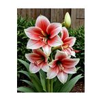 ŞAFAK PEYZAJ TOHUMCULUK Kırmızı Göbekli Amarlis ( Amaryllis) Çiçek Soğanı 1 Adet Açmaya Hazır