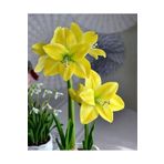 ŞAFAK PEYZAJ TOHUMCULUK Sarı Renk Amarlis ( Amaryllis) Çiçek Soğanı 1 Adet Açmaya Hazır