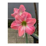 ŞAFAK PEYZAJ TOHUMCULUK Soft Pembe Renk Amarlis ( Amaryllis) Çiçek Soğanı 1 Adet Açmaya Hazır
