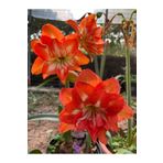 ŞAFAK PEYZAJ TOHUMCULUK Turuncu Renk Amarlis ( Amaryllis) Çiçek Soğanı 1 Adet Açmaya Hazır