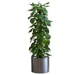 SAFESTORE Saksı Çiçek Duvar Çıkartması, İç/Dış Mekan Kullanımı, Siyah Renk, 90 cm x 30 cm