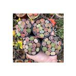 SAHRAFLORA Taş Kaktüs - Lithops Tohum Seti ( 50 Adet Tohum )