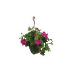 Sakız Sardunya Çiçeği Fidanı 10-20 Cm