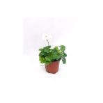 Sakız Sardunya Fidanı Beyaz Renk 10-20 Cm