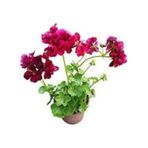 Sakız Sardunya Fidanı Bordo 10-20 Cm
