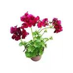 Sakız Sardunya Fidanı Bordo 10-20 Cm