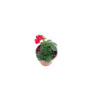 Sakız Sardunya Fidanı Kırmızı Renk 10-20 Cm