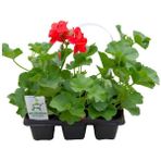 Sakız Sardunya Fidesi Kırmızı Renk 3 Adet Saksılı Tüplü 15-25CM (Pelargonium Peltatum)