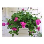 Sakız Sardunya – Pelargonium peltatum (Askılı Saksıda)