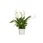Saksı Çiçekleri Spatifilyum Barış Çiçeği Spathiphyllum Bellini