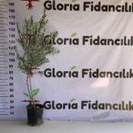 Saksıda 3 Yaş Arbequeinea İspanyol Zeytin Fidanı