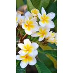 Saksıda Amerikan Fulu Plumeria Alba Ağacı Fidanı Boy 1m