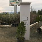 SAKSIDA AMERİKAN SMARGAT MAZİ FİDANI 1-2 YAŞ 50-60CM BOY
