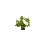 Saksıda Limon Kokulu Itır Fidanı 10-20 Cm