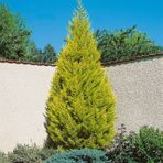 SAKSIDA LİMONİ SERVİ FİDANI BOY (40- 60 CM)