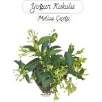Saksıda Melisa Çiçeği 30-40 cm Gece Sefası Çiçeği