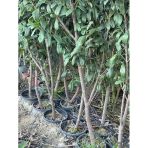 Saksıda Meyve Veren ,7 Yaş Karayemiş(Taflan) Fidanı Boy 200 Cm +