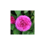 Saksıda Sarmaşık Gül Fidanı Rosa Rampicanti 4 Adet 10-20 Cm