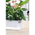 Saksıdan Sofraya Kendi Kendini Sulayan Modern Akıllı Saksı (Büyük Boy)