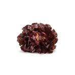 Saksıdan Sofraya Kırmızı Meşe Yaprağı Marul (Red Salad Bowl) Tohumu - 10 Adet