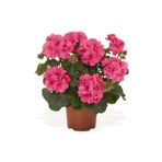 Saksılı Açık Pembe Yavruağzı Sardunya Çiçeği 10-20 Cm