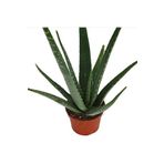 Saksılı Aloe Vera Bitkisi ( 12 Lik Saksıda)( Barbadensis)
