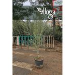 Saksılı Aşılı Gemlik Trilye Zeytin Fidanı 6 Yaş