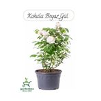 Saksılı Beyaz Renk Gül Fidanı 1 ADET 30-50Cm Bahçe Gülü