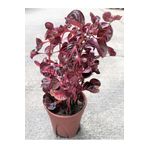 Saksılı Çingene Şalvarı Çiçeği 10-20 Cm İresine Herbstii